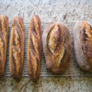 Five sourdough loaves after baking