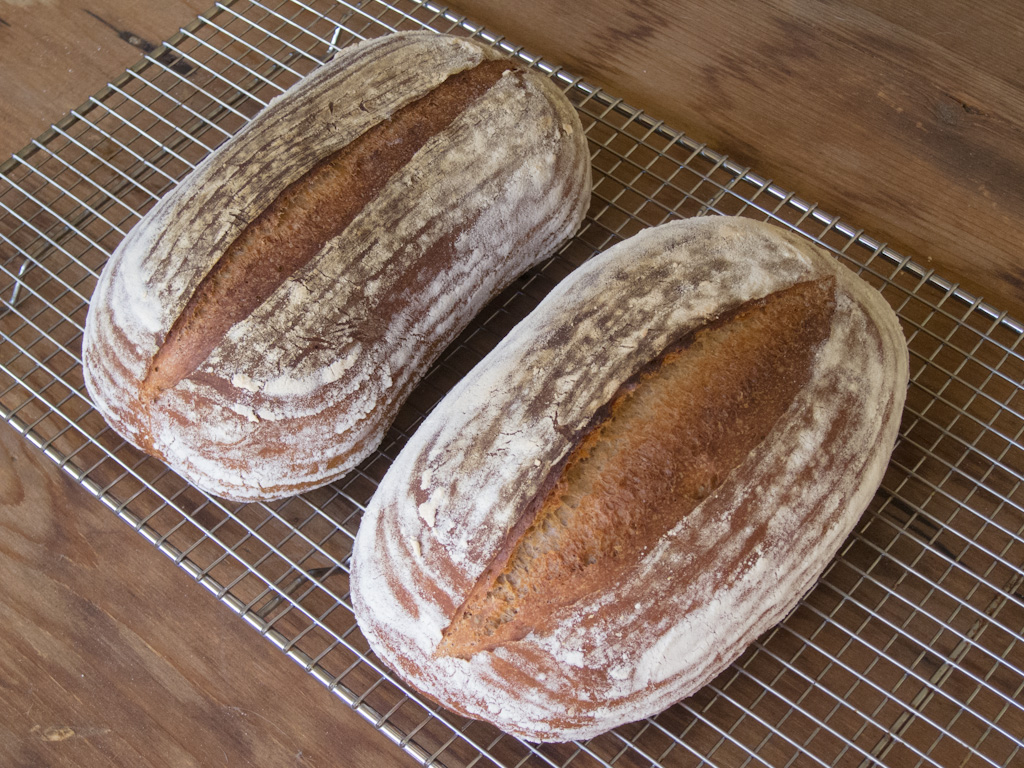 Loaf 64 – 100% Whole Wheat v1.1