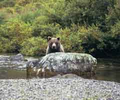 Bear behind rock