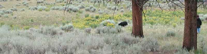 Black Bear