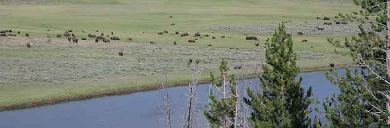 Bison Herd